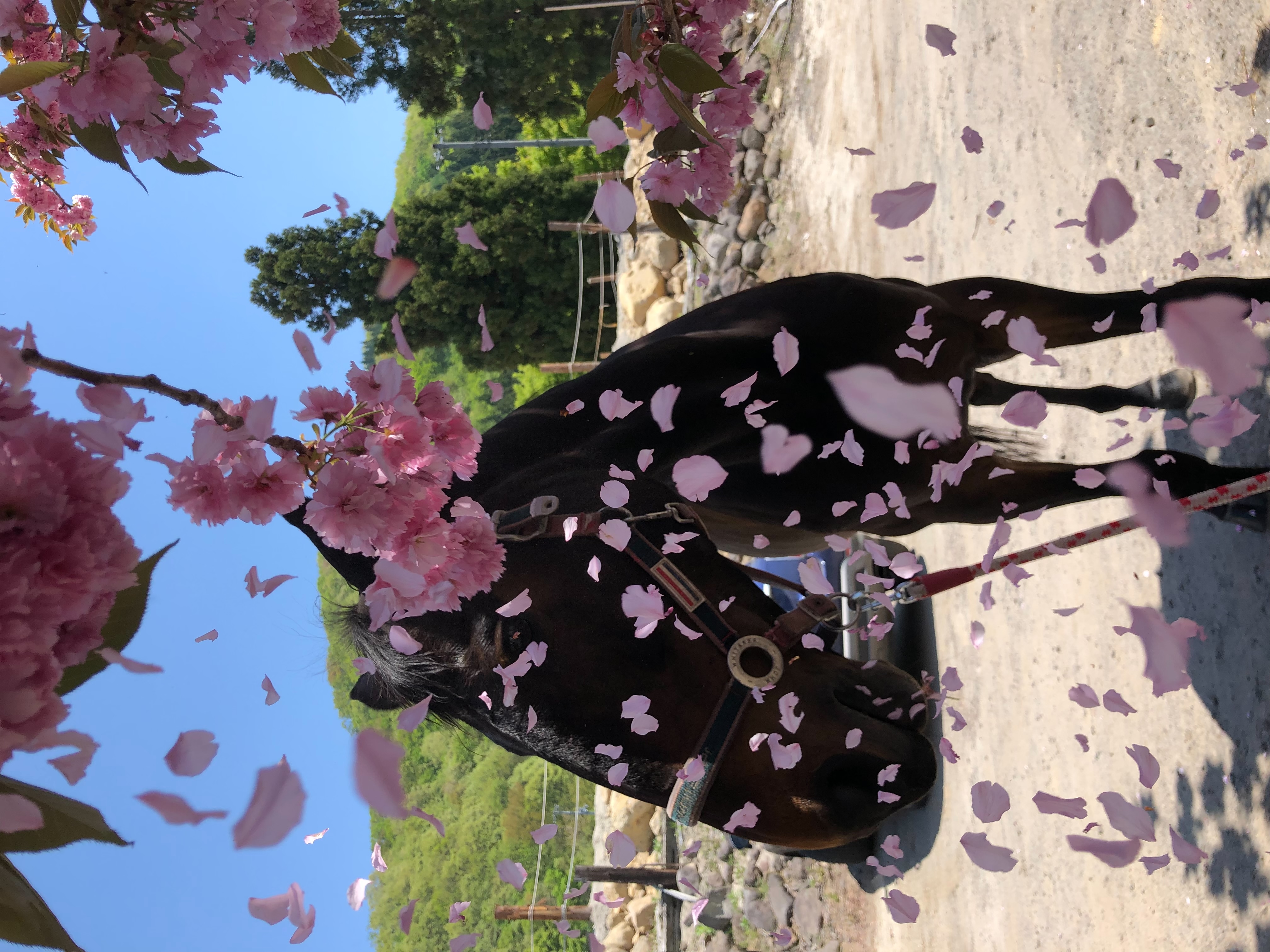 春