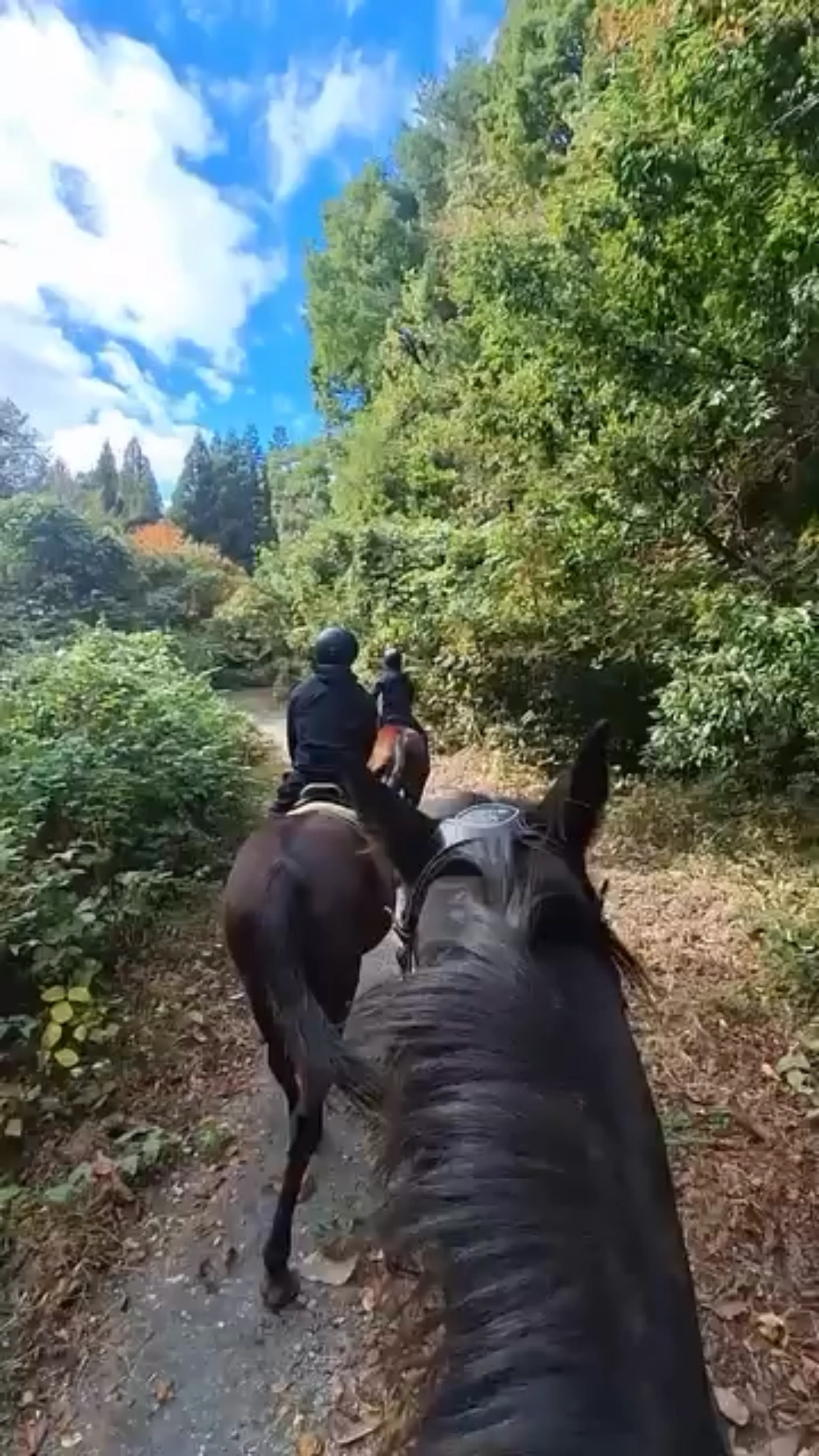 Trail Riding Course