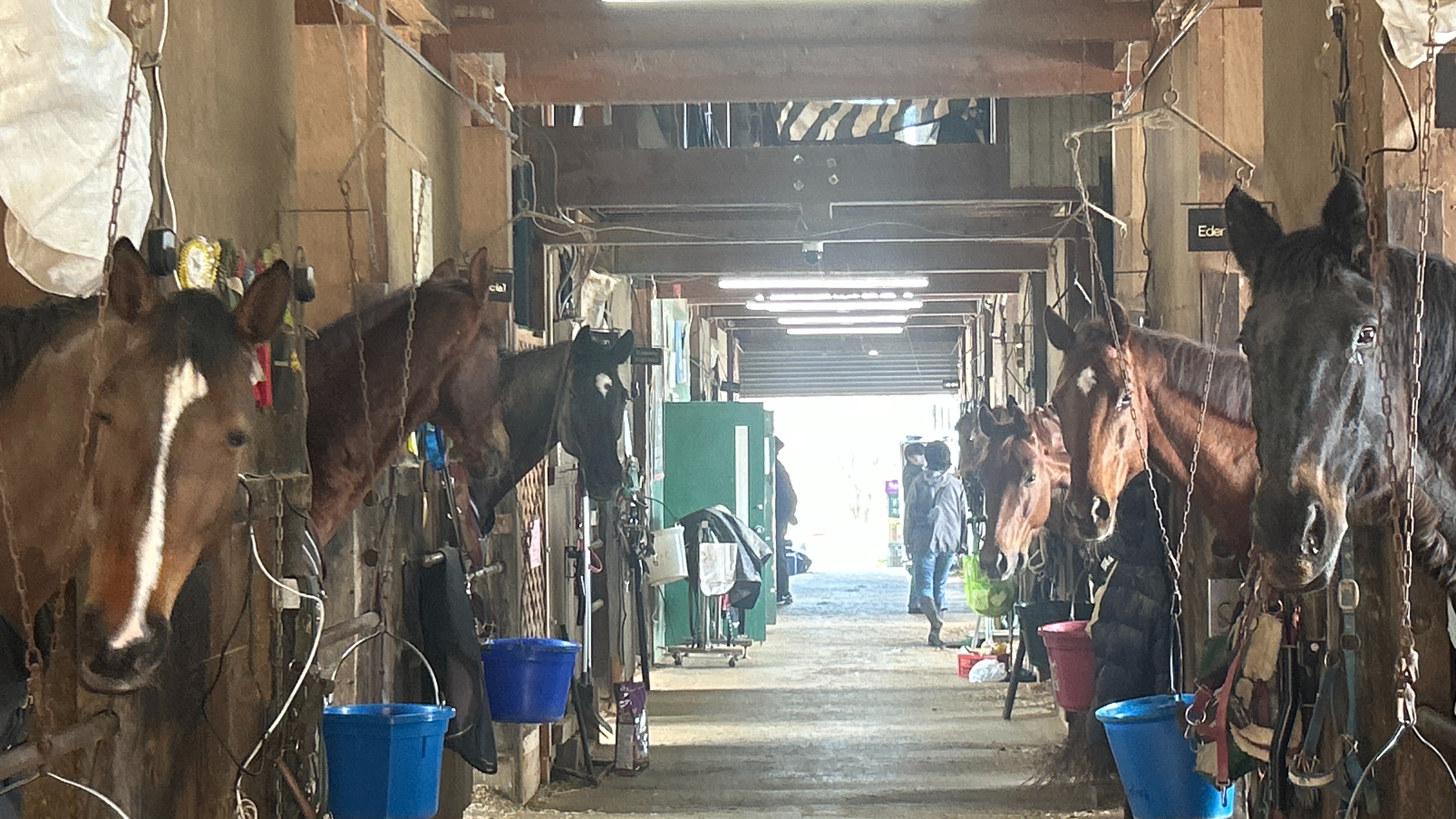 Our Horses